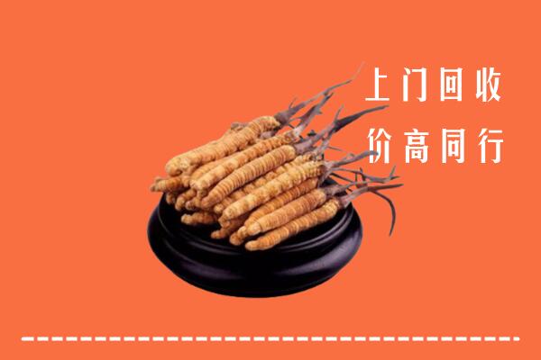 高价求购：惠州龙门回收散虫草